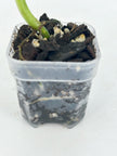 Philodendron Melanochrysum Var@BC Warehouse