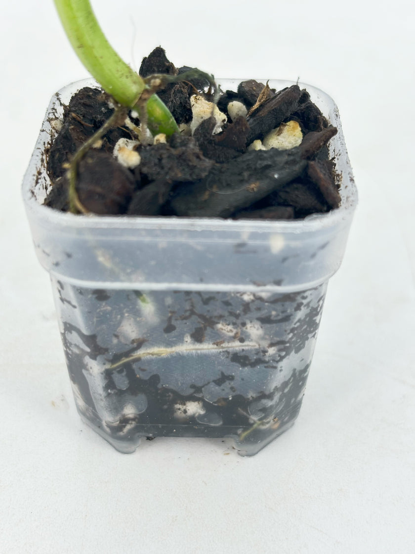 Philodendron Melanochrysum Var@BC Warehouse