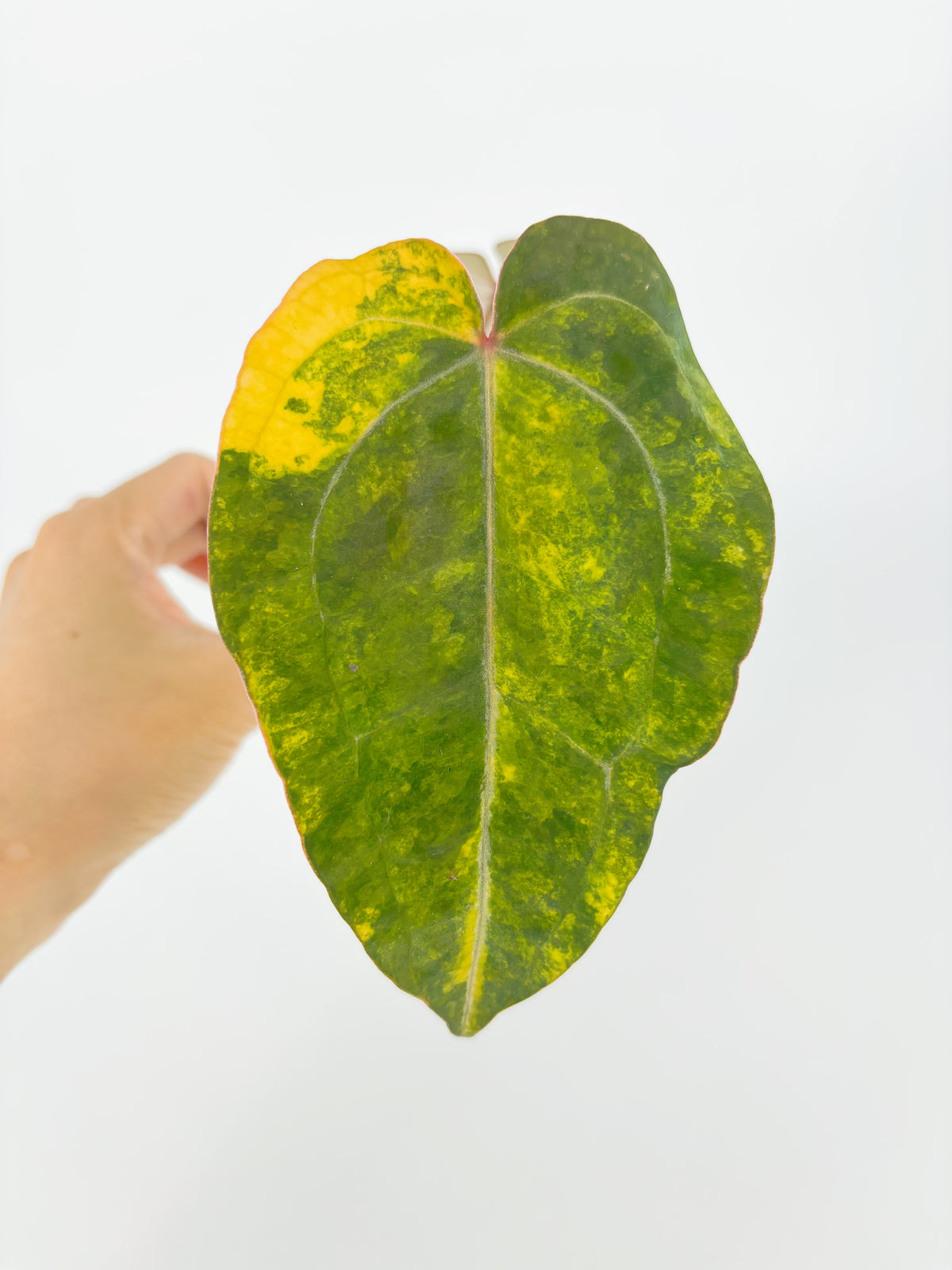Anthurium Forgetii x Zara Michelle Variegated@BC Warehouse