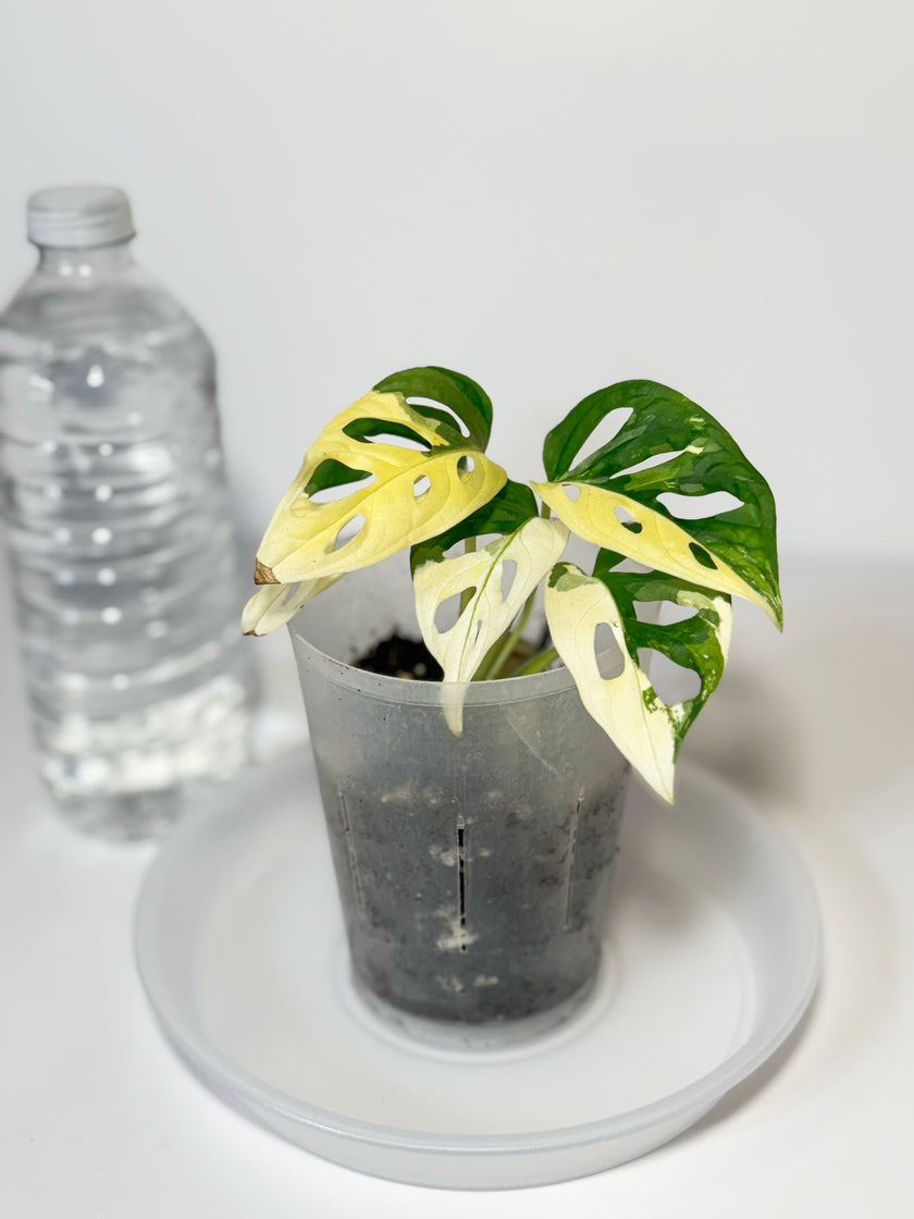 Monstera Adansonii Japanese Tricolor 01a