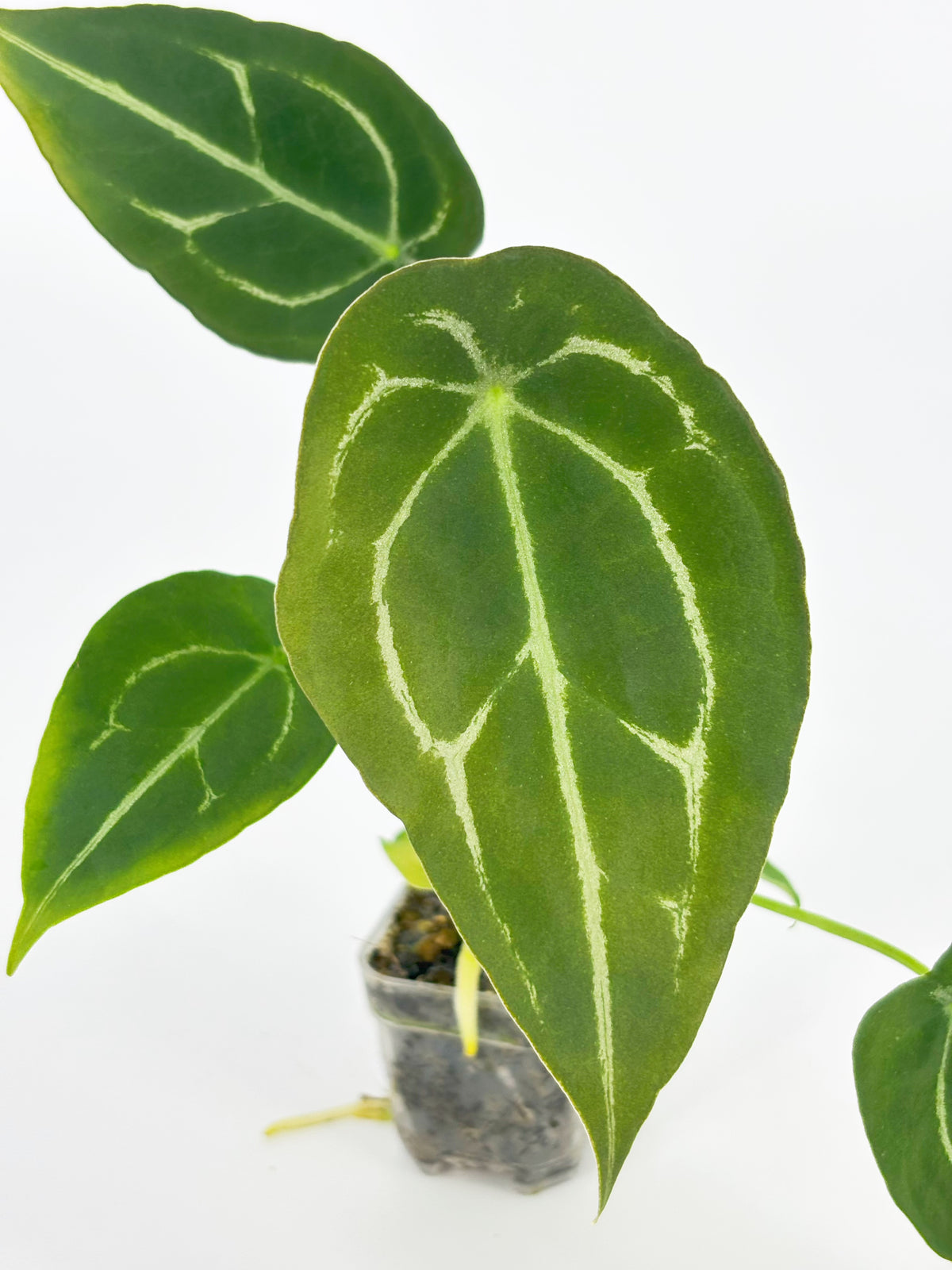 Anthurium Classic Combo@BC Warehouse