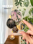 Botanical Mystery Magnet Box@BC Warehouse