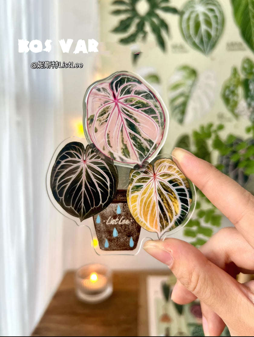 Botanical Mystery Magnet Box@BC Warehouse