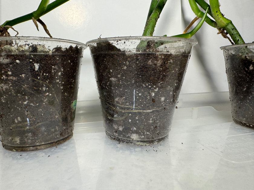 Monstera Esqueleto *Multiple Available Random Selection*