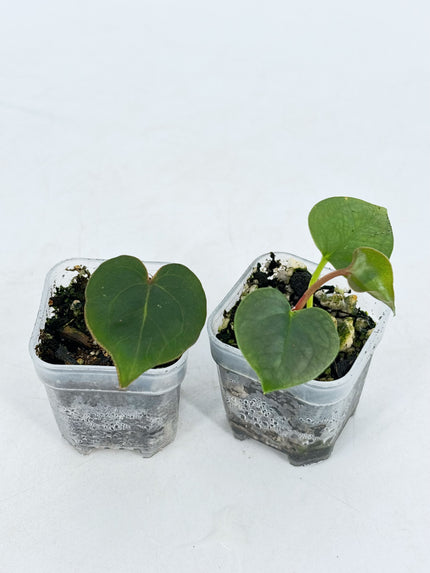 Anthurium Combo (KOS & Luxurian Self)@BC Warehouse