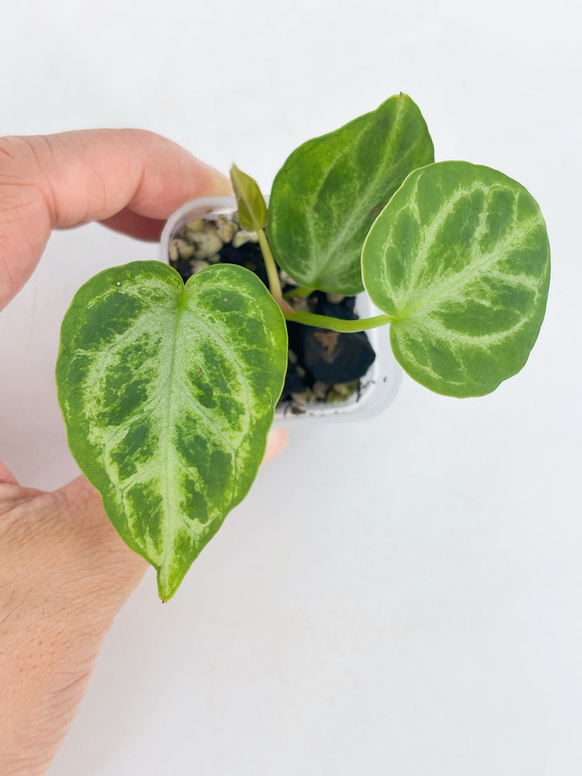 Anthurium Combo (Silver Blush, Forgetii self, Lux self) @BC Warehouse