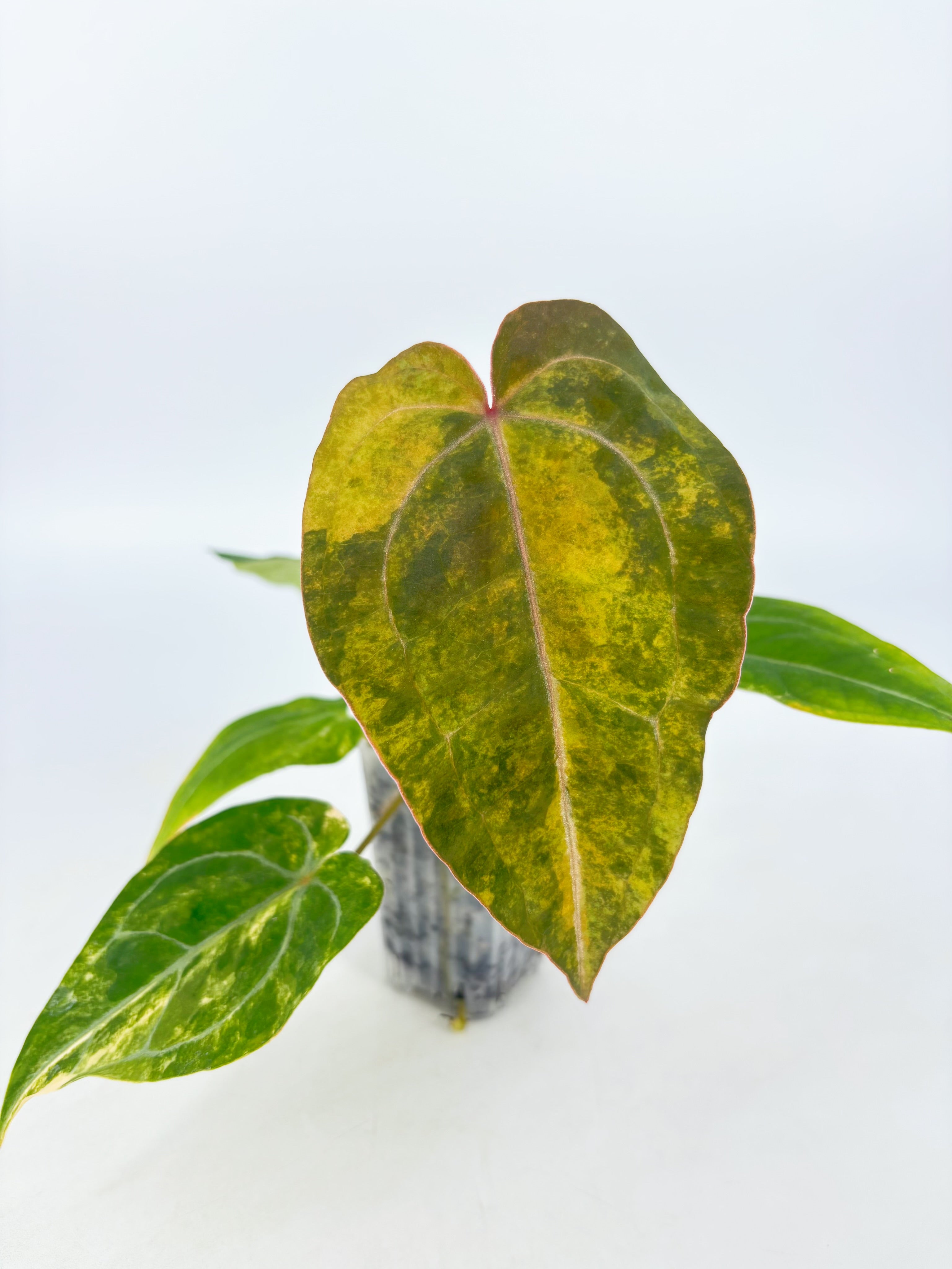 Anthurium Forgetii x Zara Michelle Variegated@BC Warehouse