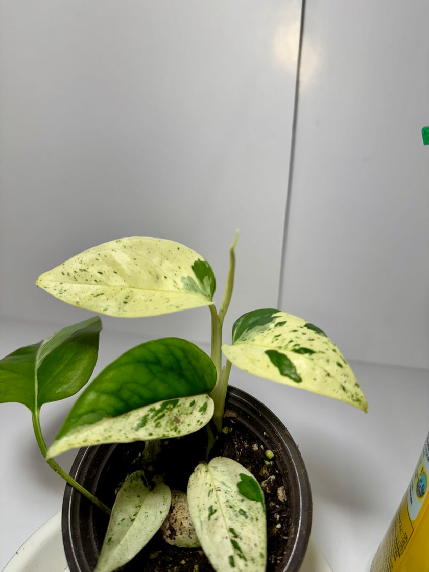*Grower’s Choice* Epipremnum Pinnatum Marble