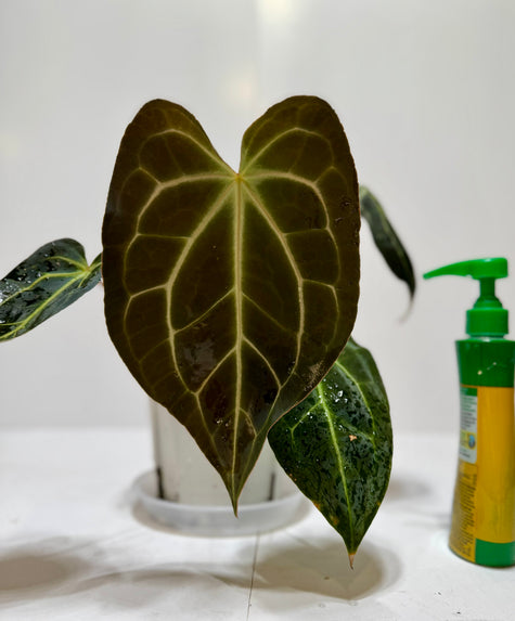 Anthurium besseae aff x forgetii @Markham Warehouse *Local pick up or delivery only*