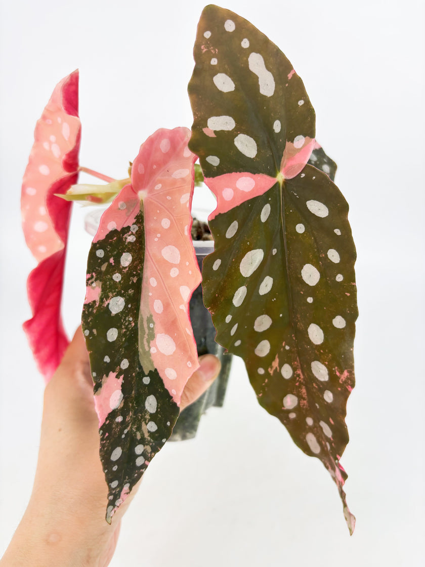 Begonia Pink Maculata @BC Warehouse *Pick Up/Local Delivery Only* 001