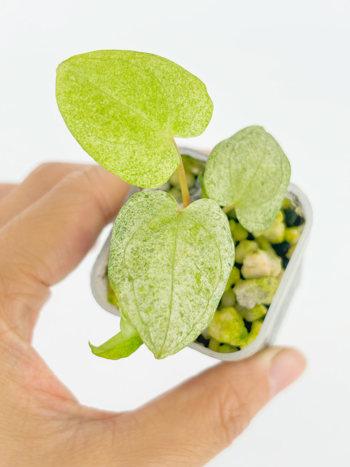 Anthurium Dark Phoenix Mint@BC Warehouse