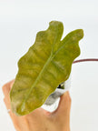 Alocasia Pseudo Sanderiana Var @BC Warehouse