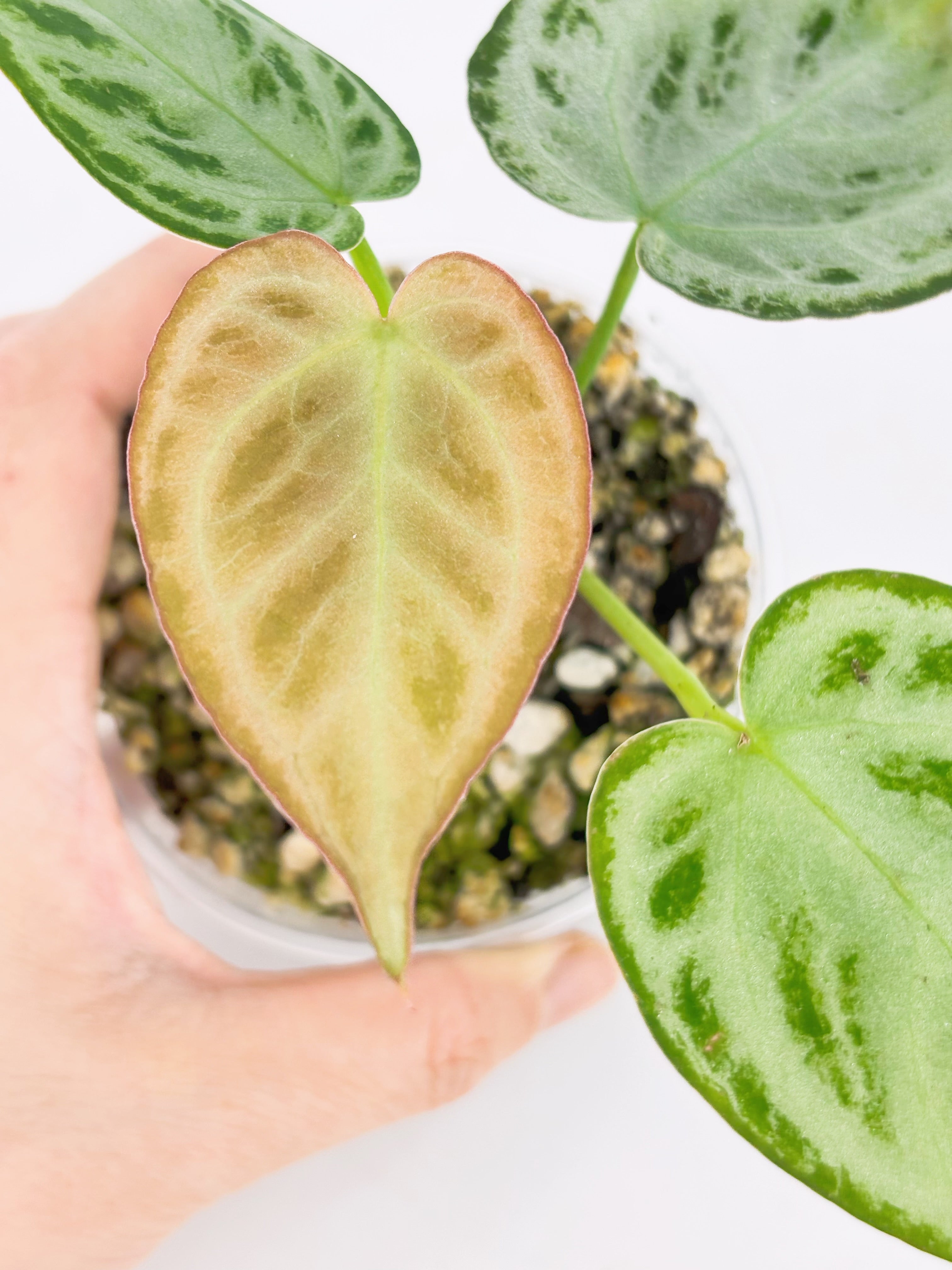 Anthurium Combo (Silver Blush & Papi fsrl x Dark Forgetii)