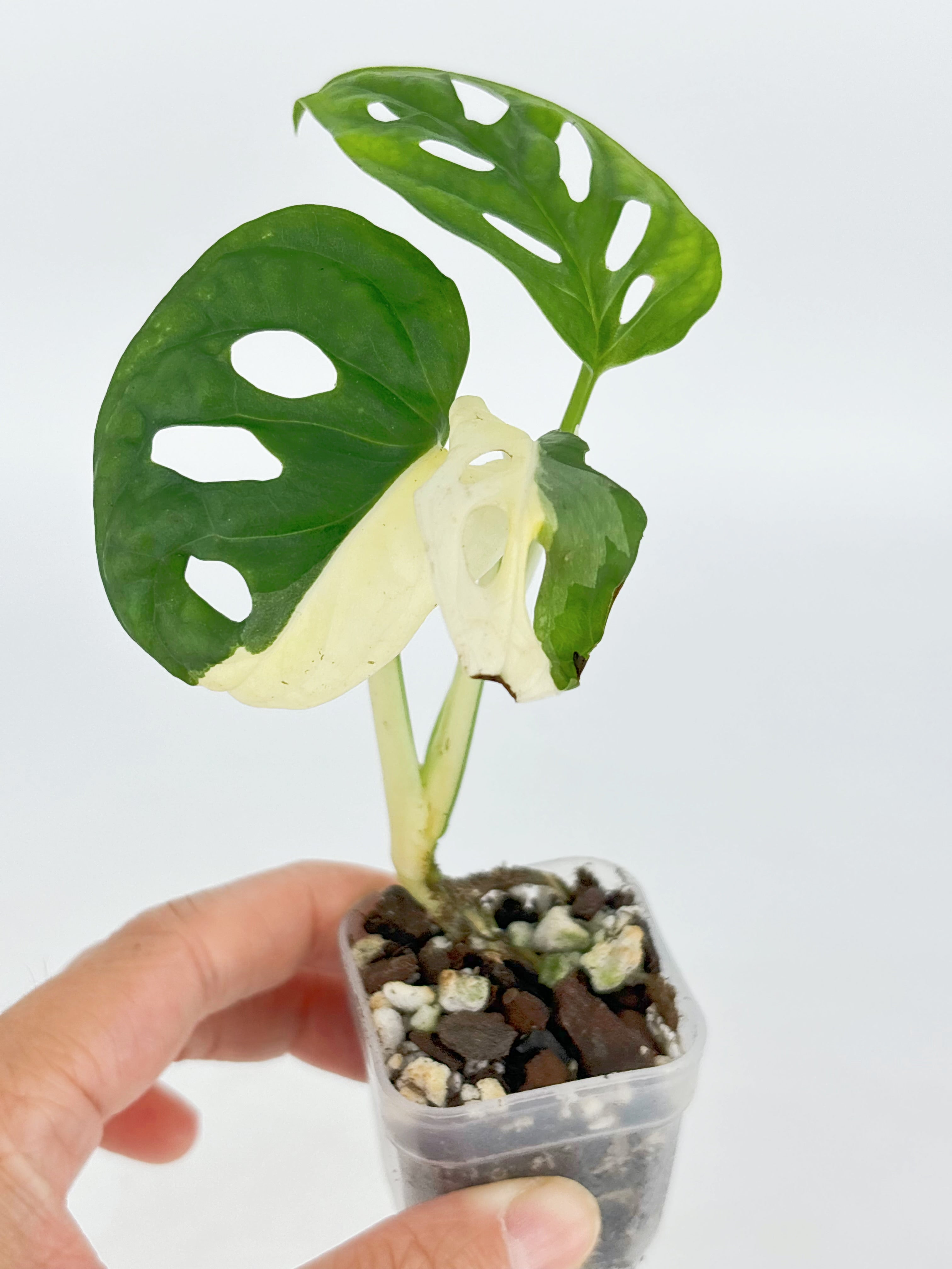 Monstera Combo (Adansonii Tricolor + Esqueleto)@BC Warehouse
