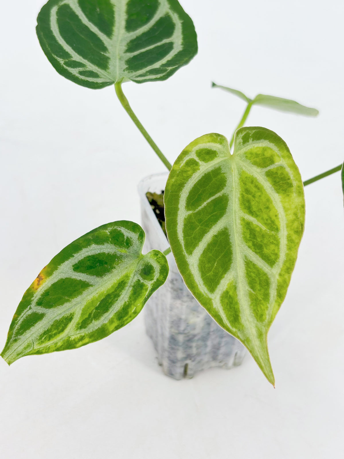 Anthurium Crystallinum Var
@BC Warehouse