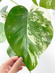 Monstera Albo *Pick Up&Local delivery Only*