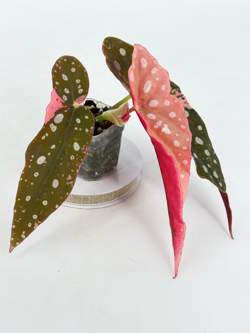 Begonia Pink Maculata @BC Warehouse