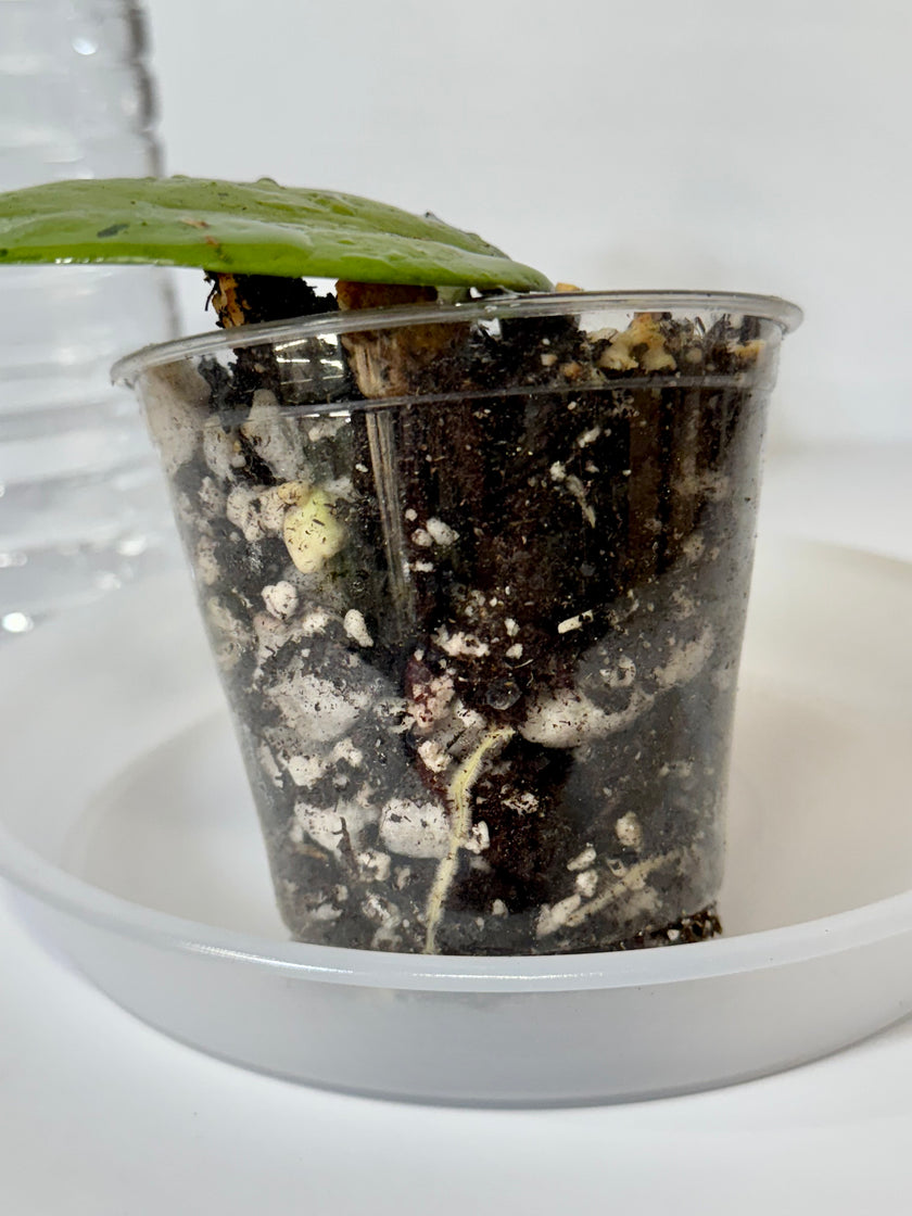 Hoya Silver Dollar -03c