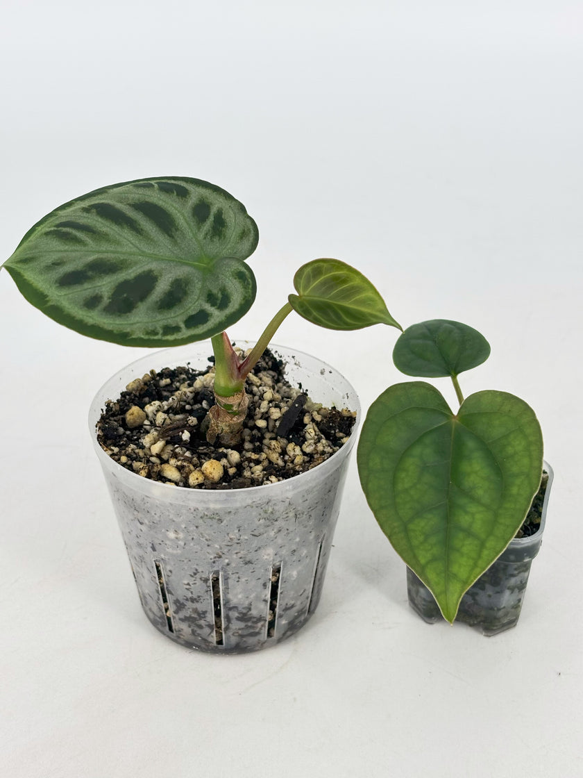 Anthurium Combo (Dorayaki silver &Lux self） @BC Warehouse l