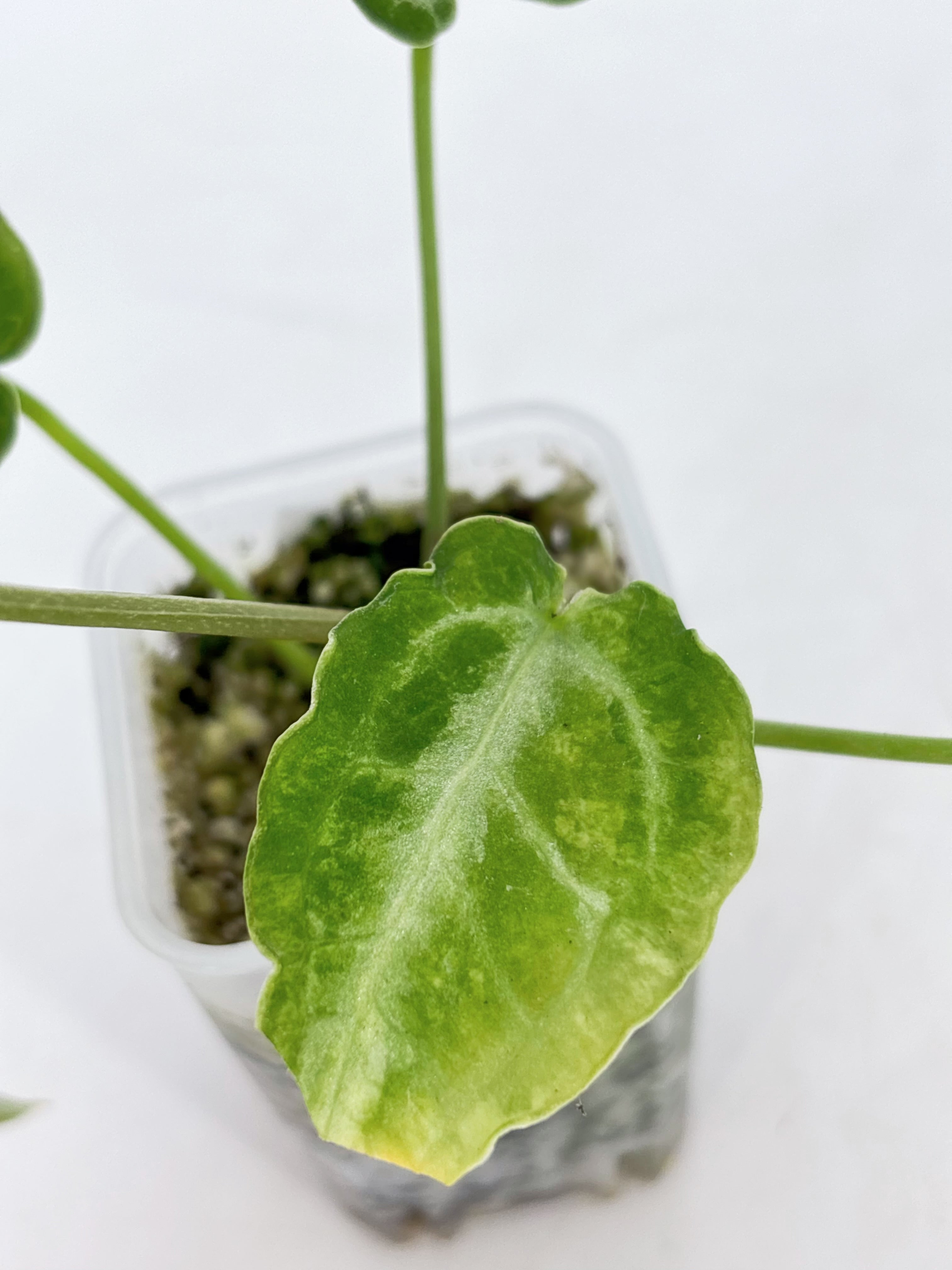 Anthurium Combo (papi fsrl x forgetii df & reverted Crystallinum var)@BC Warehouse