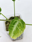 Anthurium Combo (papi fsrl x forgetii df & reverted Crystallinum var)@BC Warehouse