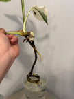 Monstera Albo -Japanese