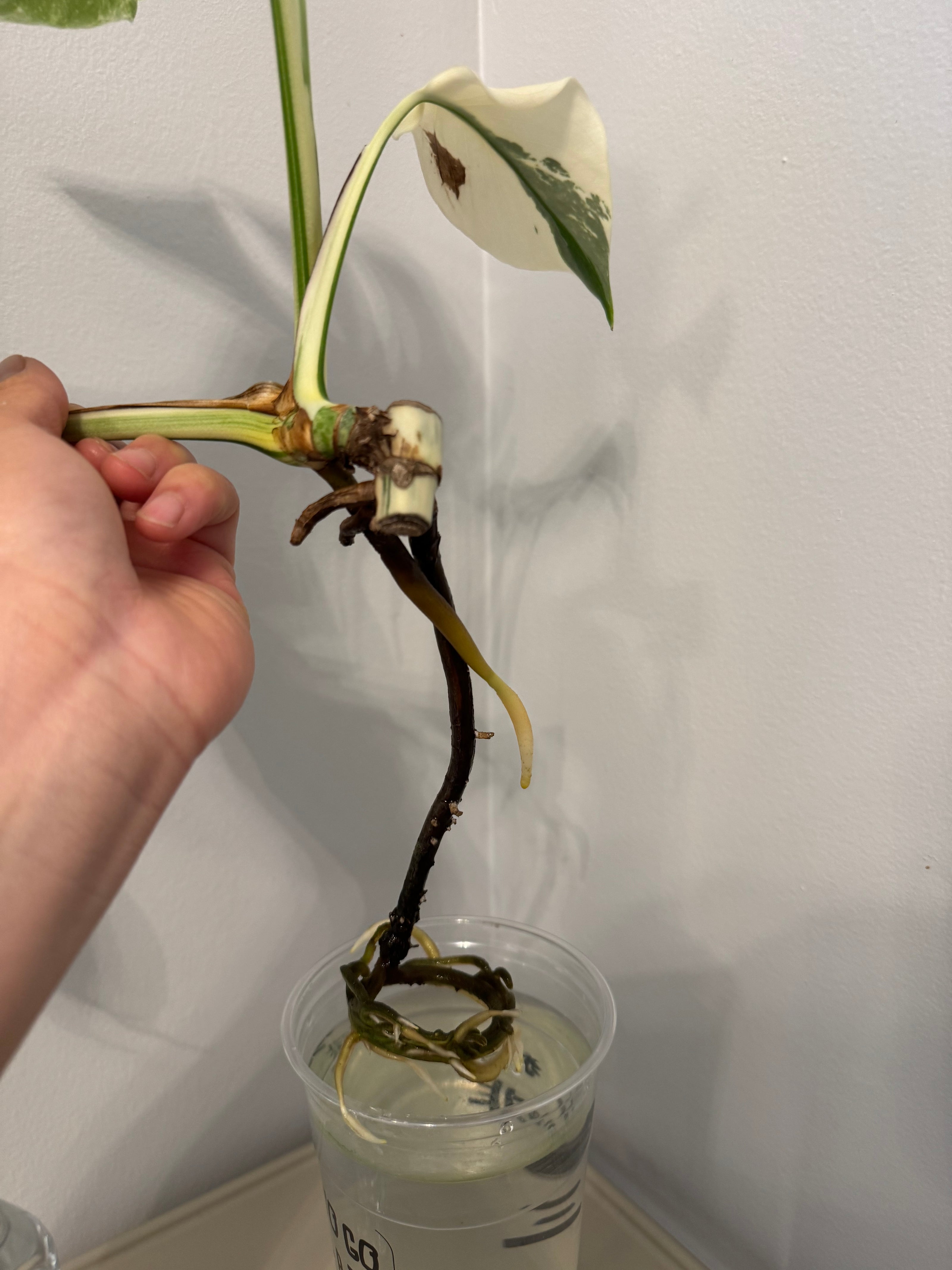Monstera Albo -Japanese