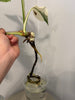 Monstera Albo -Japanese