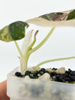 Alocasia Black Velvet Pink @BC Warehouse