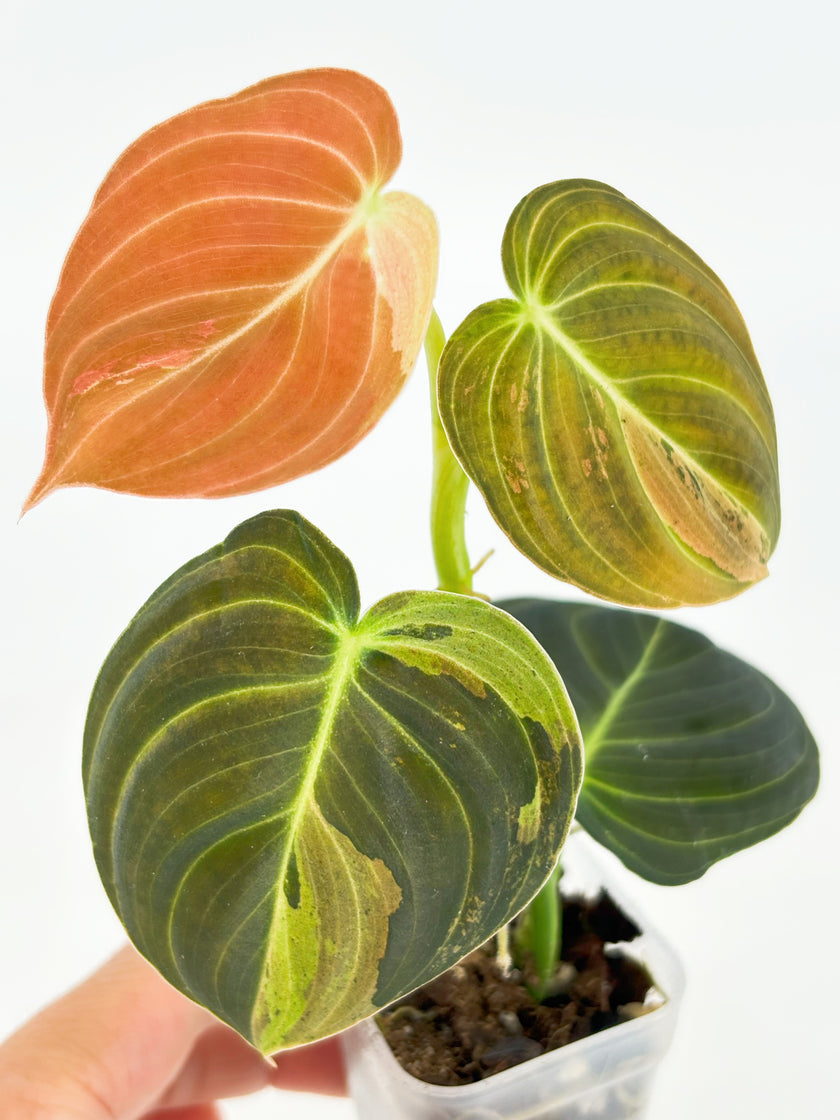 Philodendron Melanochrysum Var@BC Warehouse