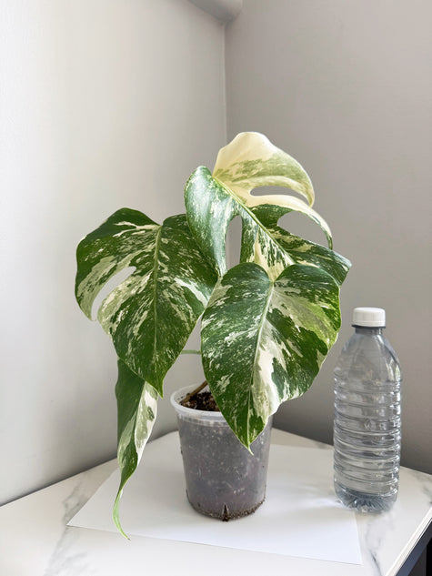 Monstera Albo -Japan *Pick up& GTA Delivery Only* @Markham Warehouse