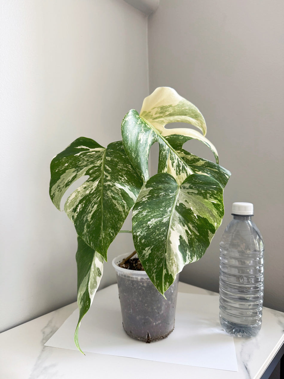 Monstera Albo -Japan *Pick up& GTA Delivery Only* @Markham Warehouse