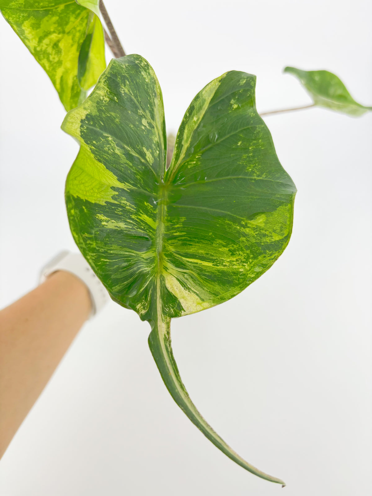 Alocasia Stingray Aurea XXL @BC Warehouse *Local Pick Up&Delivery Only*