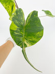 Alocasia Stingray Aurea XXL @BC Warehouse *Local Pick Up&Delivery Only*