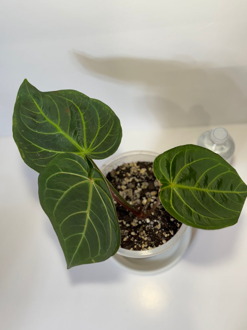 XXL Anthurium Magnificum Dark Form*Pick up & GTA Delivery Only*