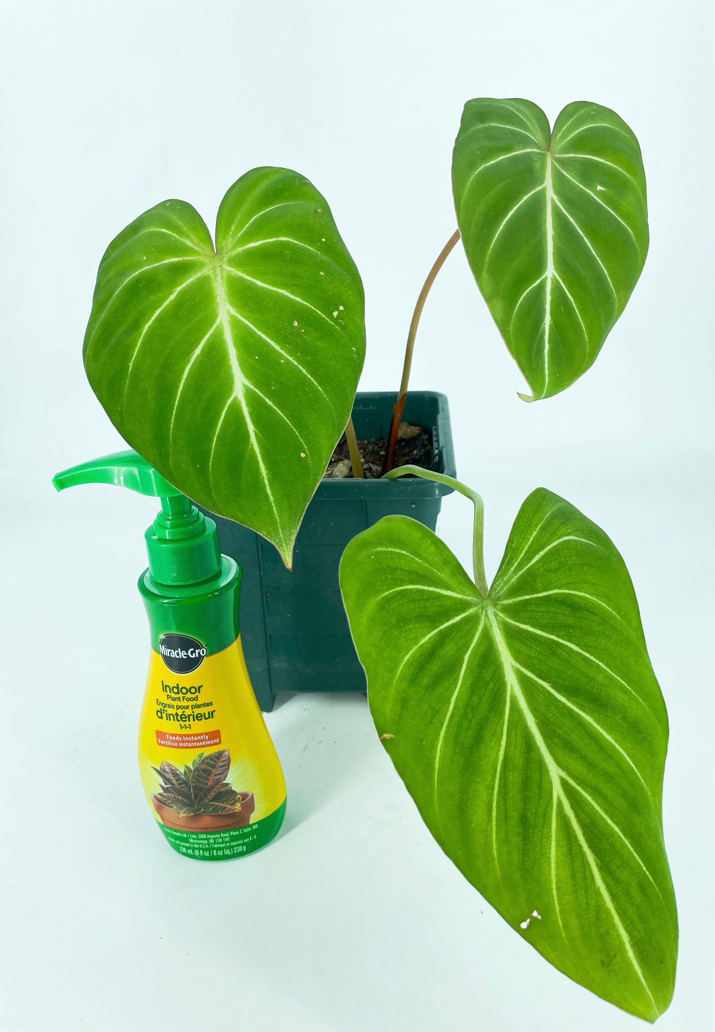 Philodendron Gloriosum