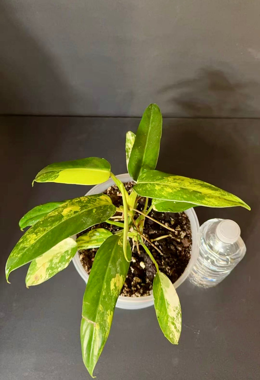 Philodendron Domesticum Var