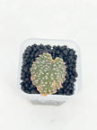 Begonia Pink Urchin@BC Warehouse