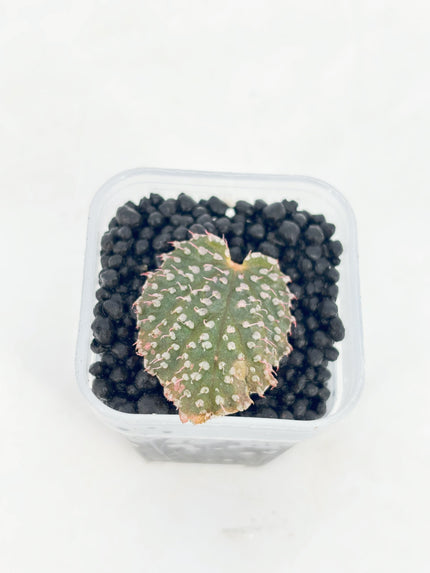 Begonia Pink Urchin@BC Warehouse