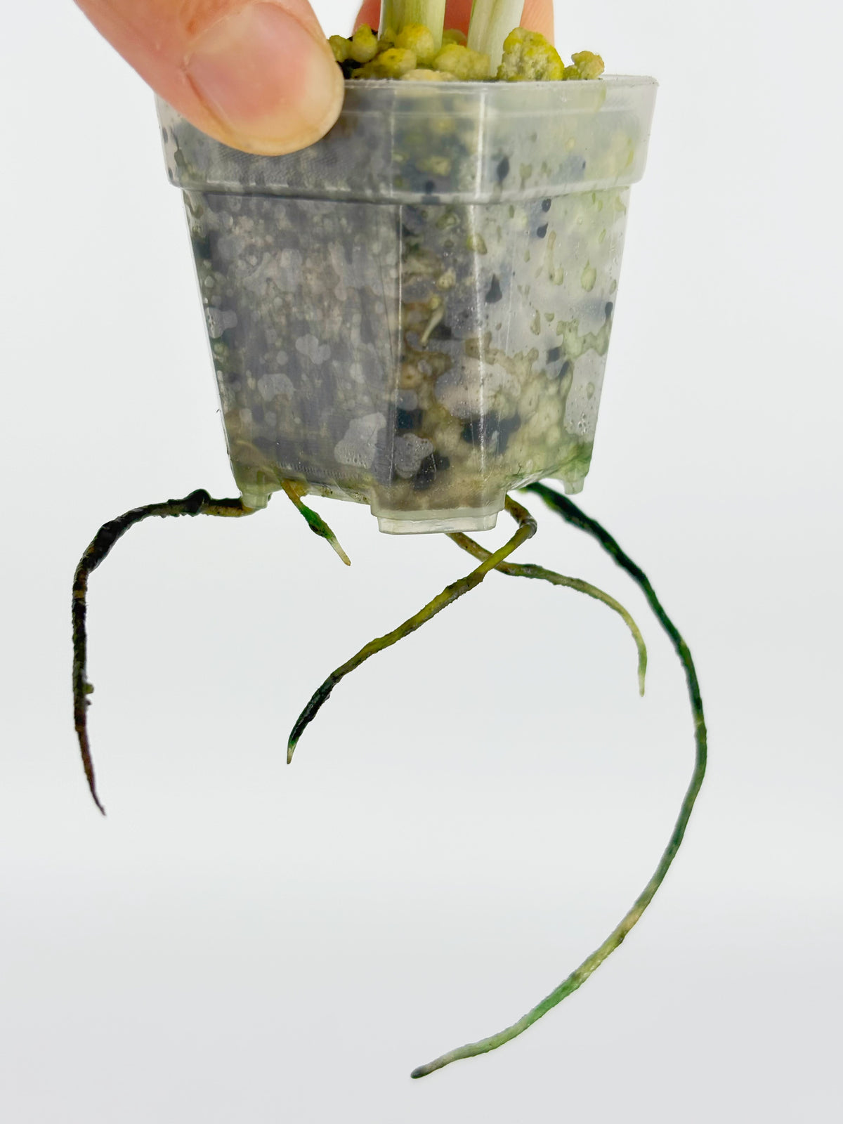 Monstera Adansonii Tricolor Japan@BC Warehouse