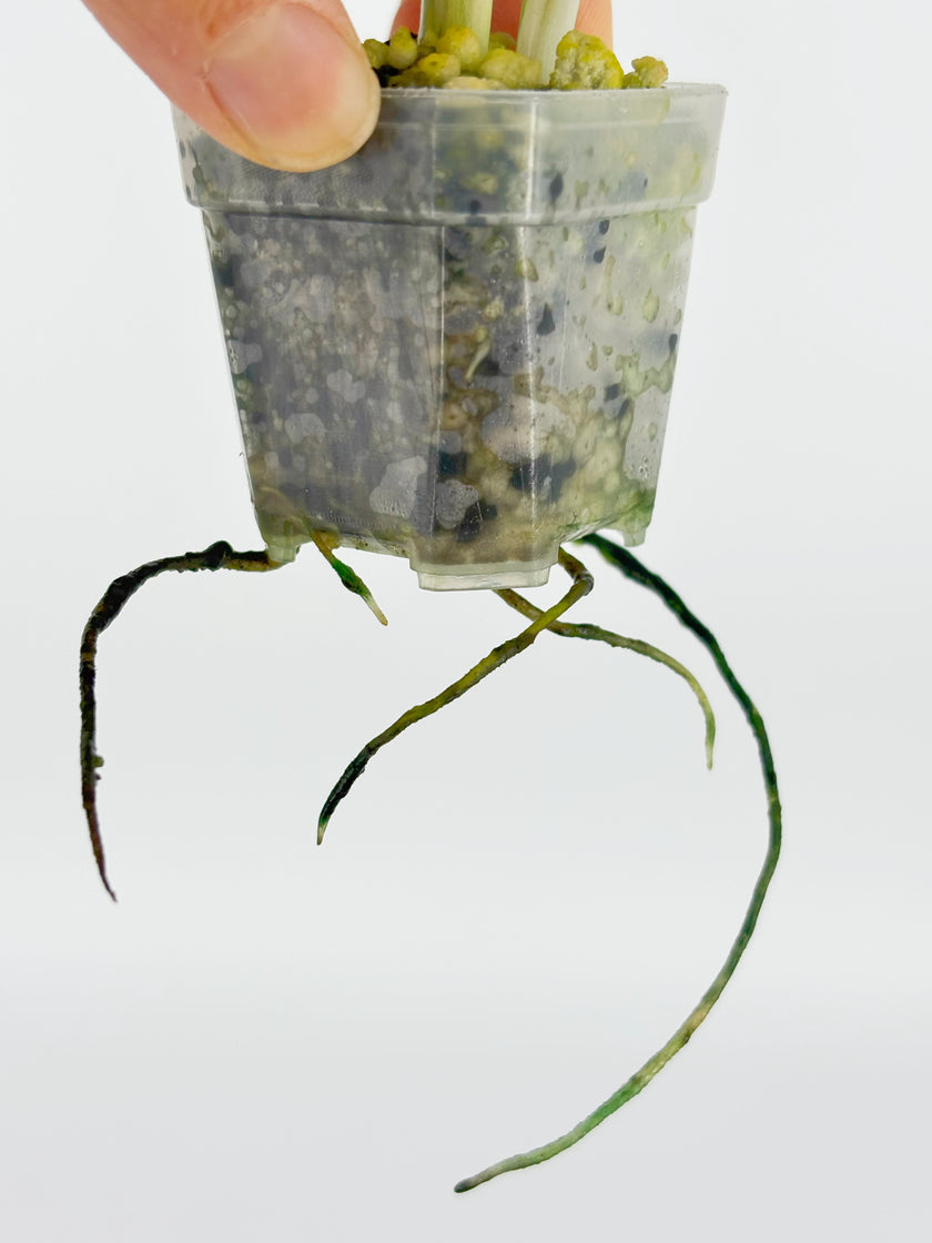Monstera Adansonii Tricolor Japan@BC Warehouse