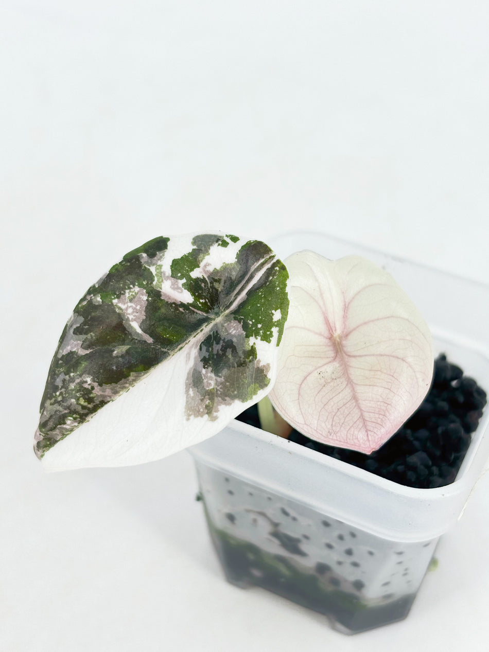 Alocasia Cuprea True Pink@BC Warehouse