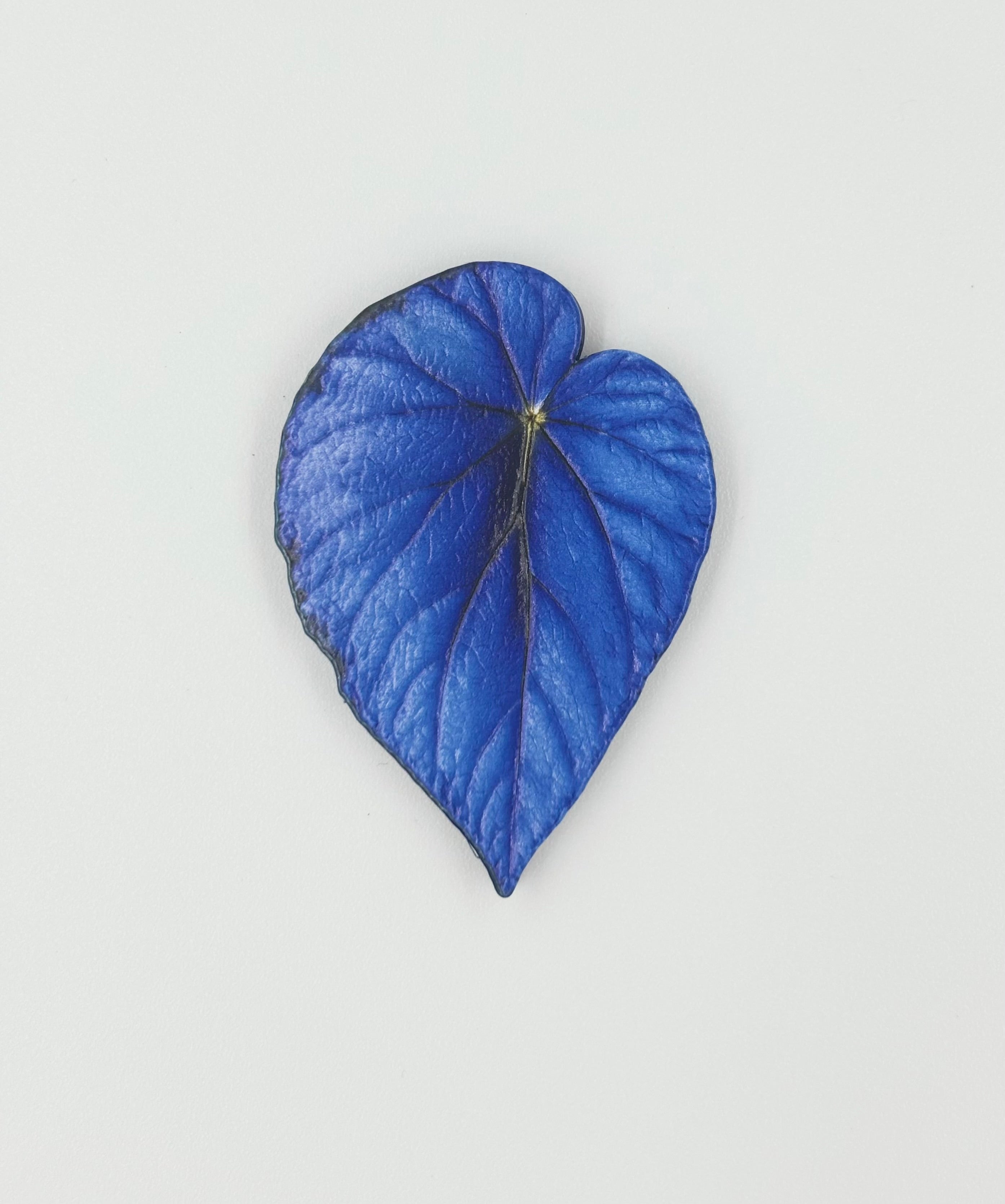 Tropical Leaf Magnet — Begonia Series