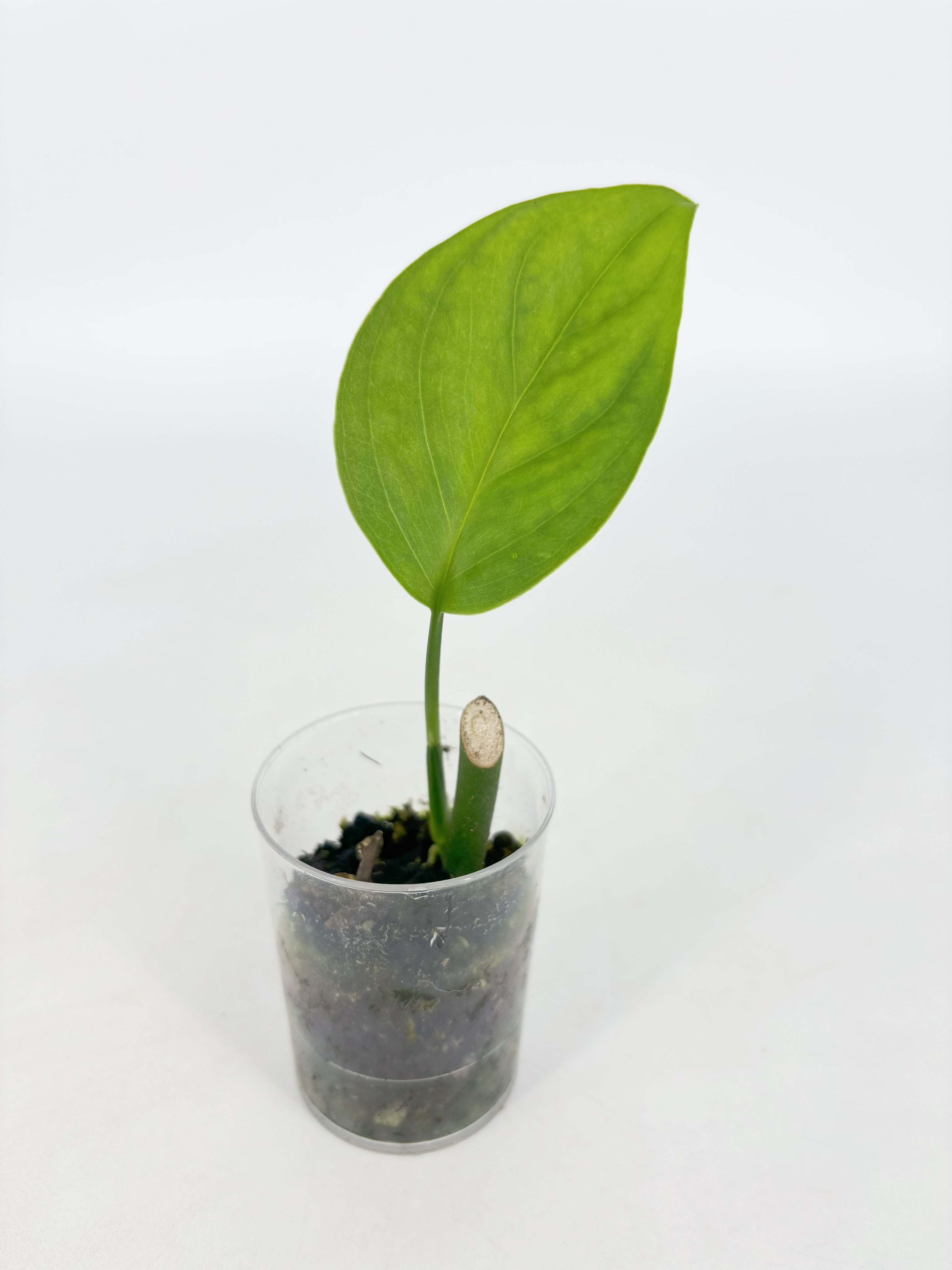 Rare Plant Starter Box@BC Warehouse *Local Pick up or Delivery Only*
