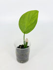 Rare Plant Starter Box@BC Warehouse *Local Pick up or Delivery Only*