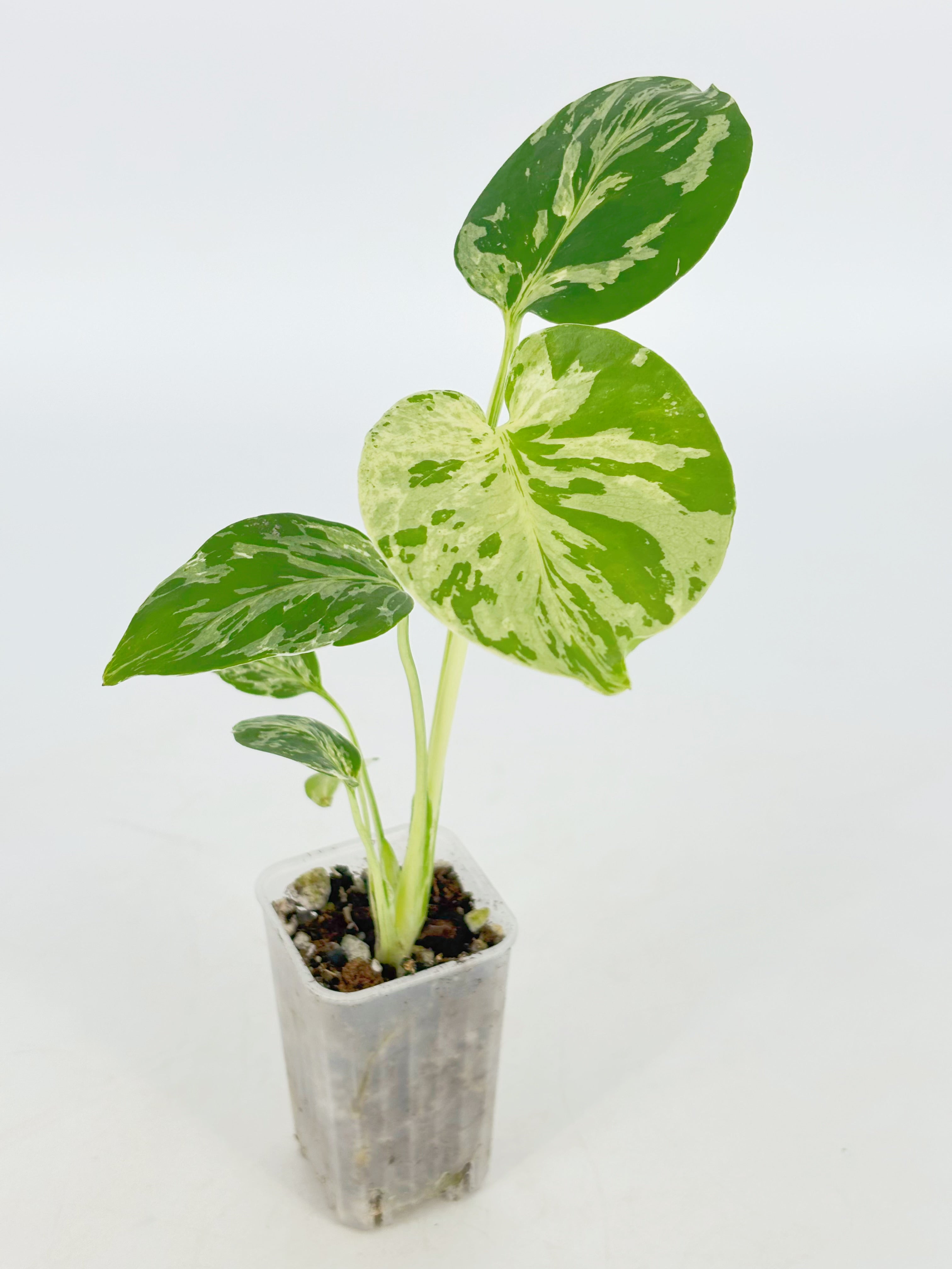 Monstera Bulbasaur@BC Warehouse