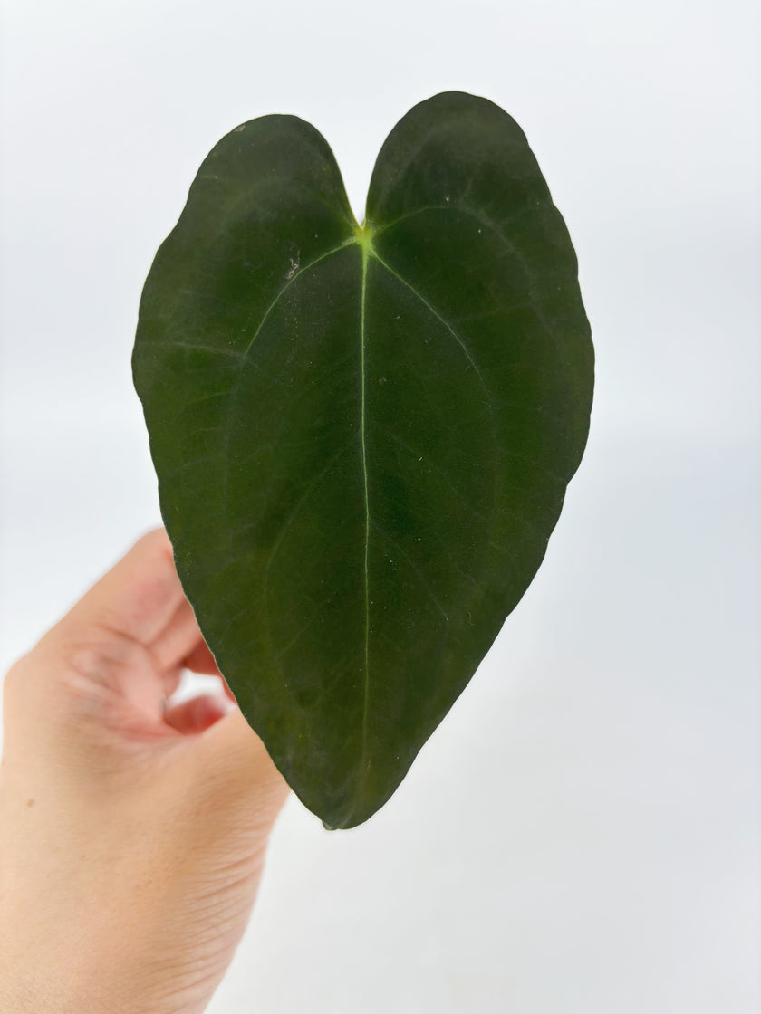 Anthurium Combo (Papi fsrl x Forgetti, Tezula AOS DF x Papi fsrl)@BC Warehouse