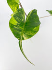 Alocasia Stingray Aurea XXL @BC Warehouse *Local Pick Up&Delivery Only*
