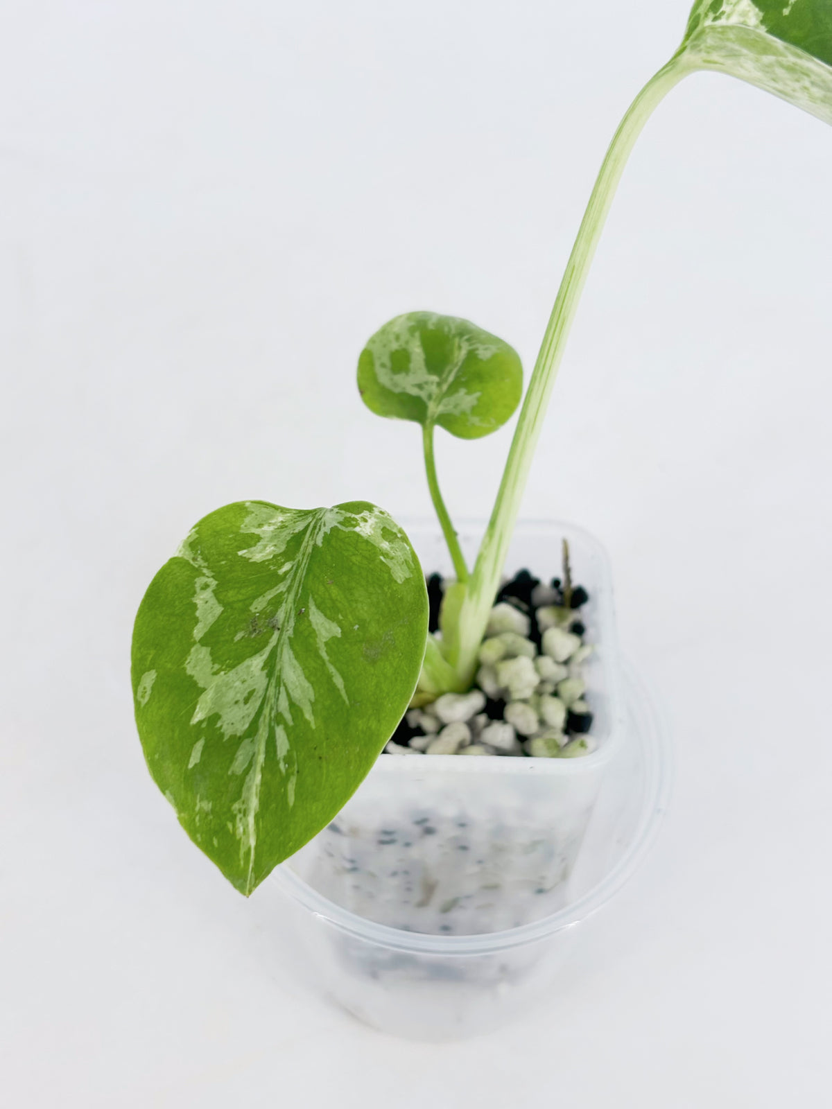 Monstera Bulbasaur@BC Warehouse