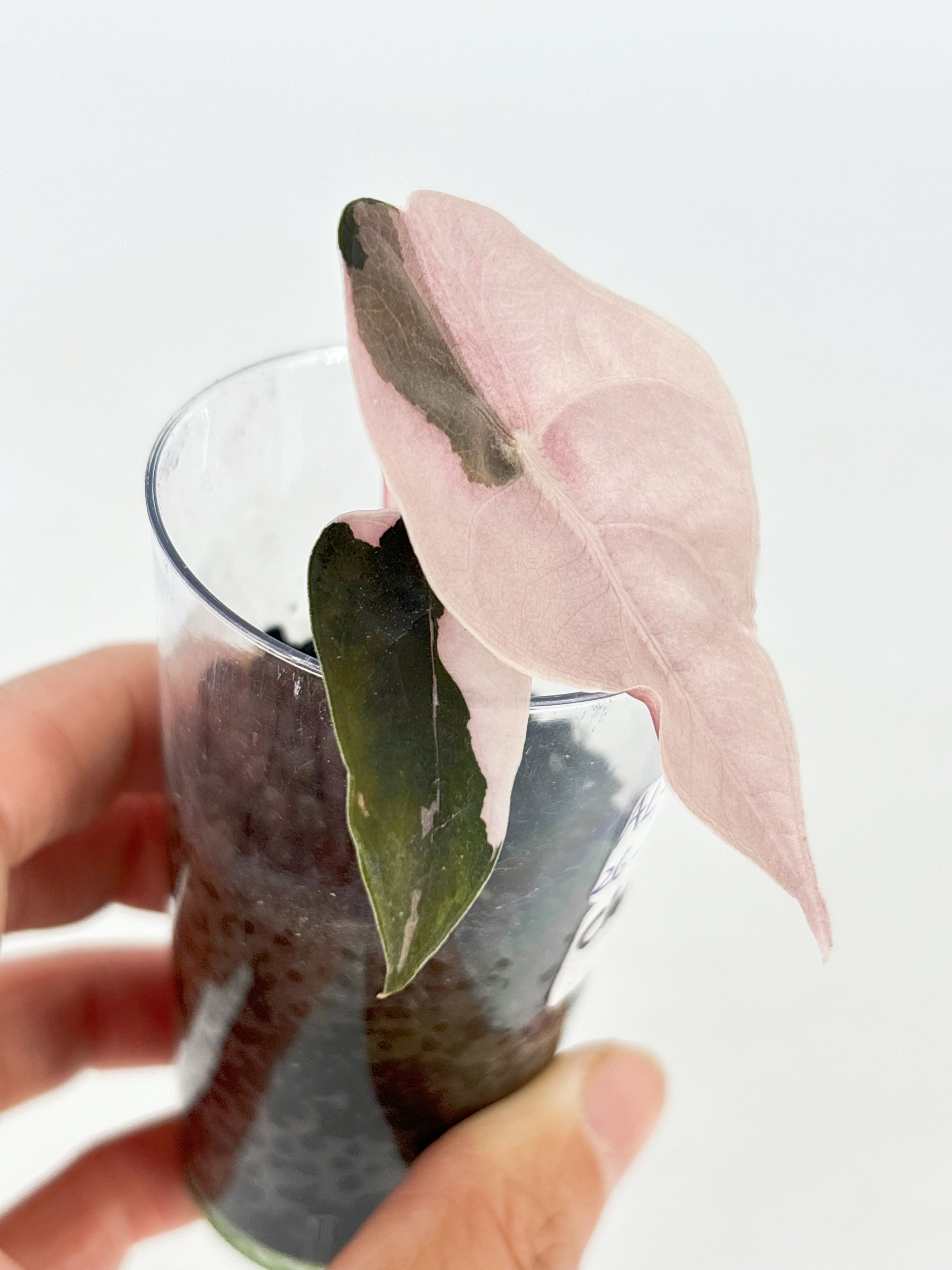 Alocasia Combo (Yucanta princess Albo+ Chantrieri Pink)@BC Warehouse